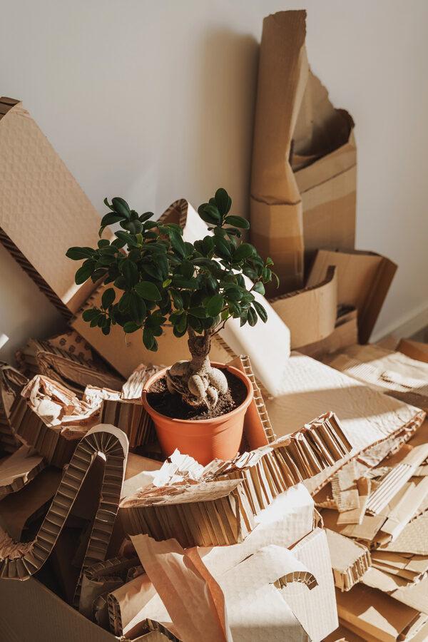 Stack of Cardboard Waste and Ficus potted plant at home. Concept